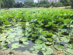 -四海公园(南山区)