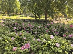 -洛阳市隋唐城遗址植物园