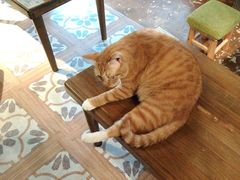 -猫猫幼稚园·撸猫·桌游·电玩