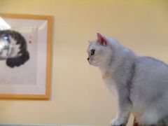 -滚猫咖啡·猫咖·猫友好撸猫(未来城店)