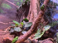 -正佳雨林生态植物园
