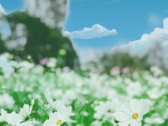 -花开海上生态园