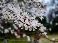 -京都御所