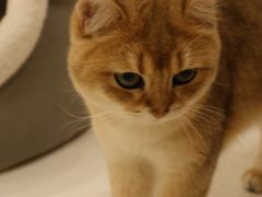 -Let's go狗咖·猫咖·奶狗·桌游(春熙路IFS店)