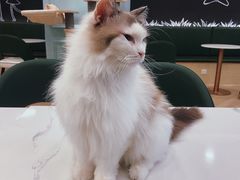 -安格丽娜·狗咖·猫咖羊驼咖(春熙路百盛商场店)