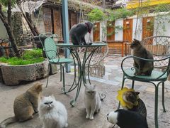 -喵屿·大理花园猫咖