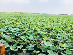-天津东丽湖风景区
