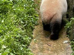 -都江堰中华大熊猫苑
