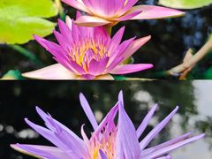-上海辰山植物园