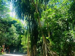 -中国科学院西双版纳热带植物园