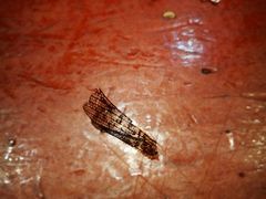 -八大碗·地道东北菜(东陵西路店)