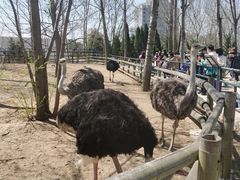 -大连森林动物园