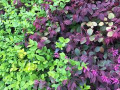 -上海旅游集散中心(万体站)