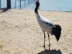 -盐城丹顶鹤湿地生态旅游区