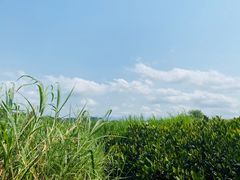 -华侨城湿地公园
