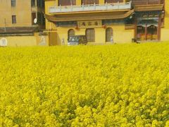 -南汇水蜜桃采摘(大团店)