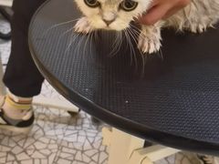 -momokira米努特·德文卷毛猫·棉花面纱犬