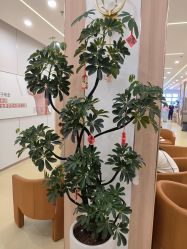 -东莞台心医院-医疗美容