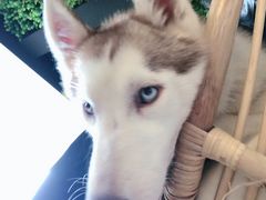 火锅-Husky Go! 哈士奇体验馆·宠物咖啡厅狗咖
