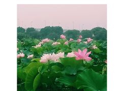 -荷塘月色湿地公园·向阳花洲