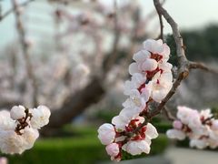 -北京民族园葉子里酒店(鸟巢店)