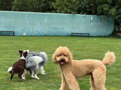 -趣玩宠物乐园寄养训犬训狗游泳池