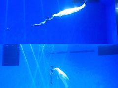 -芜湖新华联大白鲸海洋公园