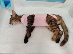 -灵美宠物诊所
