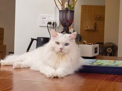 -有猫主题·治愈系猫咖(曾厝垵店)