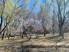 -元大都城垣遗址公园