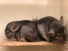 -龙猫仔乐园(惠福东路店)