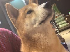 -萌喵宠狗爱心宠咖