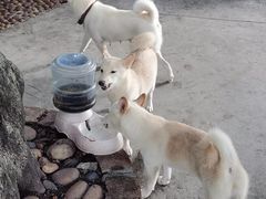 -柴犬高等学院·狗咖·柴犬售卖·宠物训练