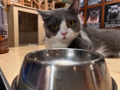 -猫猫幼稚园·撸猫·桌游·电玩
