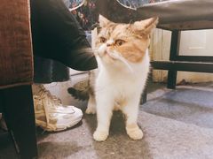 -猫色咖啡·猫咖