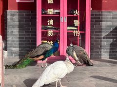 -大槐树寻根祭祖园