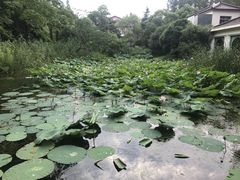 -东平国家森林公园