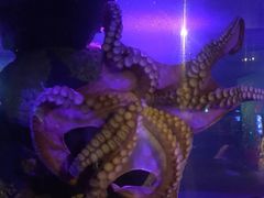 -暹罗海洋世界