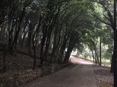 -武汉大学-樱园