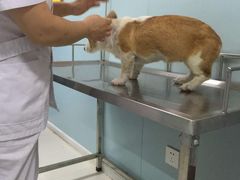 -中农大我爱我爱24h动物医院·中医针灸·猫专科·骨科医疗中心(双井店)