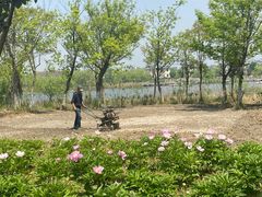 -杭州湾海上花田景区