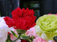 -循礼门鲜花花市(武汉循礼门店)