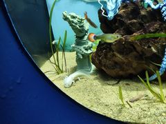 -欢乐海岸海洋奇梦馆