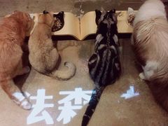 -咖法森林·咖啡  酒吧(天河店)
