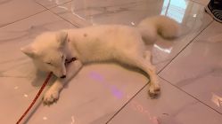 -Moni星球萌宠·小马宝莉·灵蛇·高端高阶全萌宠互动体验俱乐部(红豆国际广场店)