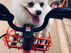 -安安宠医·臻爱宠物医院·宠保定点(营门口路分院)