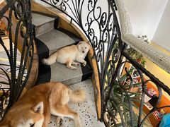 -喜柴咖啡·柴犬狗咖
