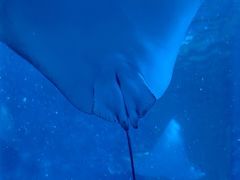 -上海海洋水族馆