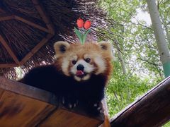 -北京野生动物园