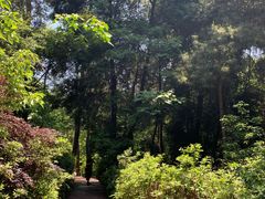 -铁山坪森林公园